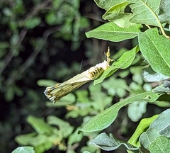 Pseudaphelia apollinaris