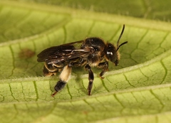 Macropis europaea