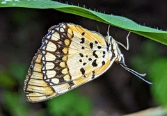 Byblia