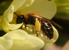 Andrena bicolor