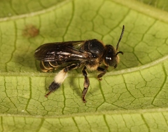 Macropis europaea