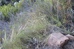 Themeda triandra