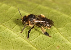 Macropis europaea