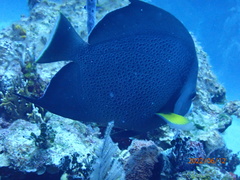 Pomacanthus arcuatus