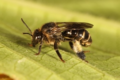 Macropis europaea