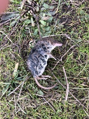 Sorex vagrans
