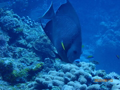 Pomacanthus arcuatus