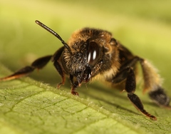 Macropis europaea