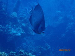 Pomacanthus arcuatus