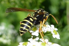 Polistes