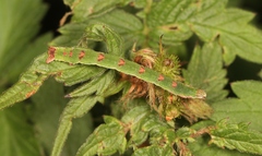 Mesoleuca albicillata