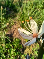 Asphodelus ramosus