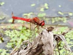 Sympetrum gilvum