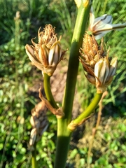 Asphodelus ramosus