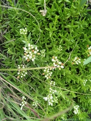 Crassula dependens