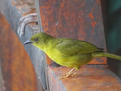 Orthogonys chloricterus