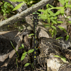 Cordulegaster obliqua