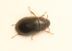 Helochares obscurus