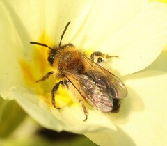 Andrena bicolor