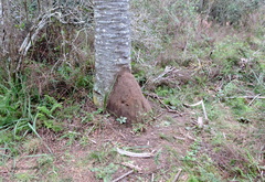 Cornitermes cumulans