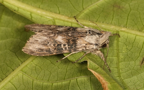 Cucullia absinthii