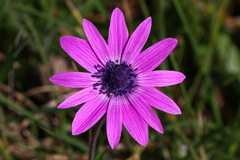 Anemone hortensis