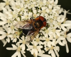 Phasia hemiptera