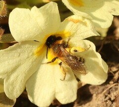Andrena bicolor