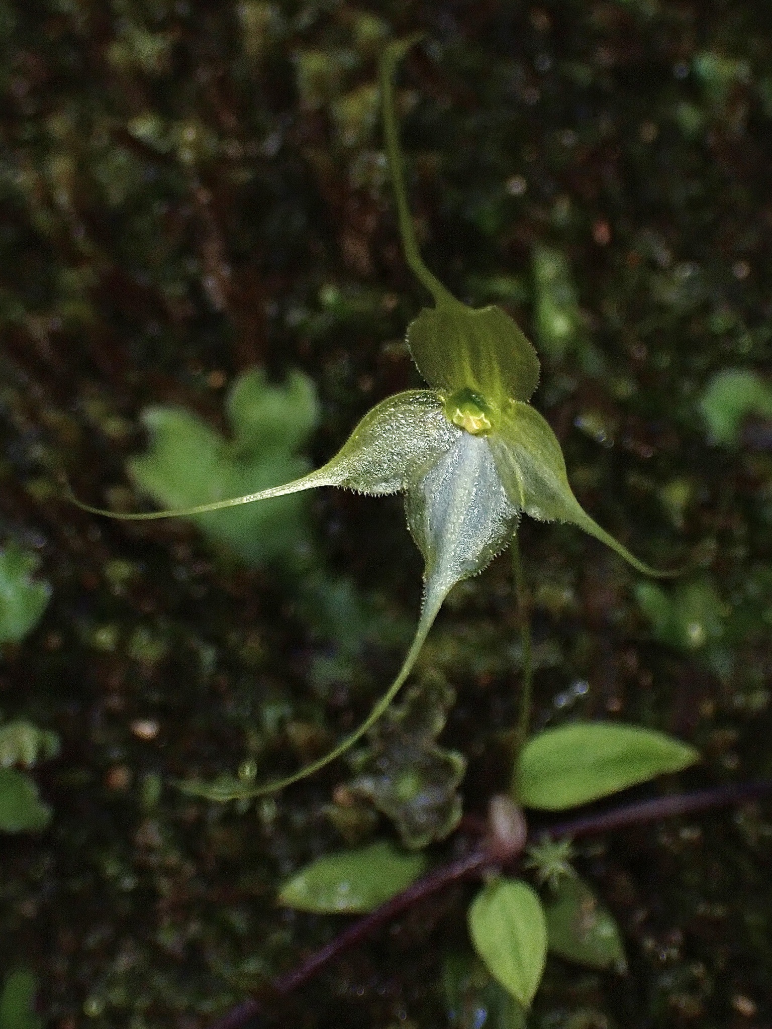 Brachionidium