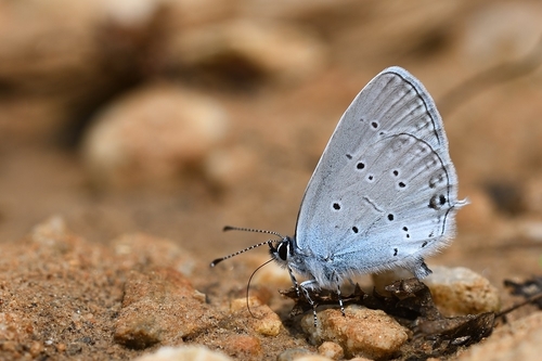 Eastern Short-tailed Blue