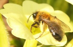 Andrena bicolor