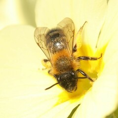 Andrena bicolor