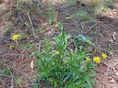 Senecio madagascariensis