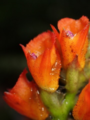 Elleanthus aurantiacus