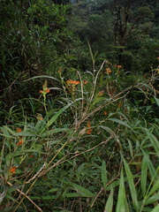 Elleanthus aurantiacus