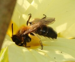 Andrena bicolor