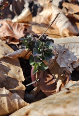 Obolaria virginica
