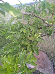 Heteromorpha arborescens