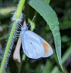 Colotis
