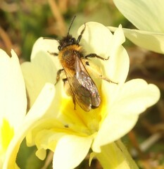 Andrena bicolor
