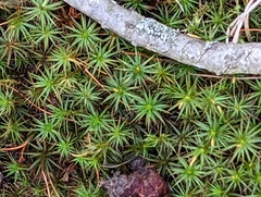 Polytrichastrum ohioense
