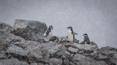 Pygoscelis antarcticus