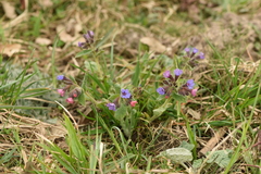 Pulmonaria officinalis