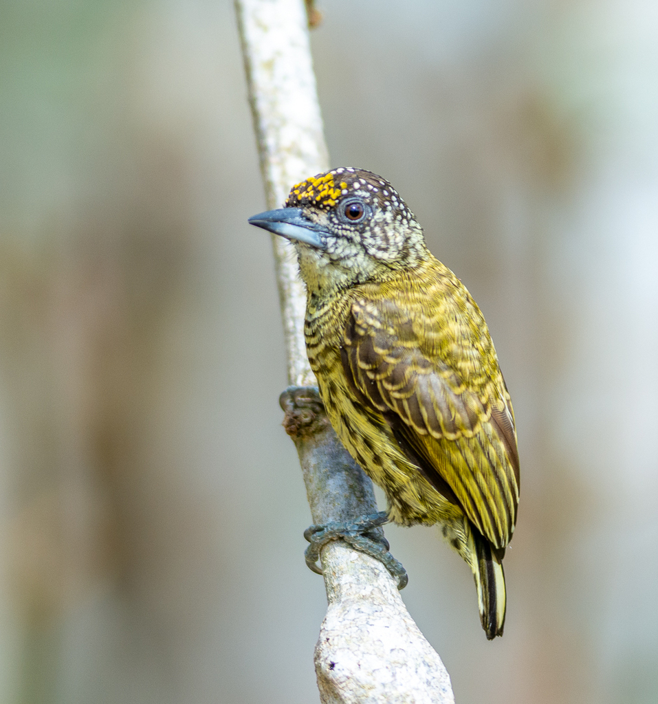 Bar-Breasted Piculet