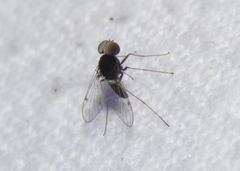 Tabanomorpha
