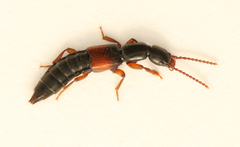 Lathrobium elongatum