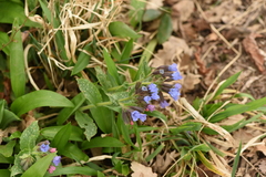 Pulmonaria officinalis