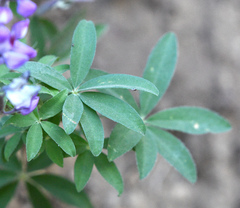 Lupinus succulentus