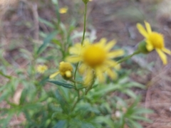 Senecio madagascariensis