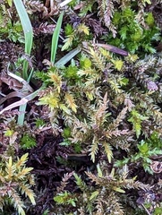 Climacium dendroides